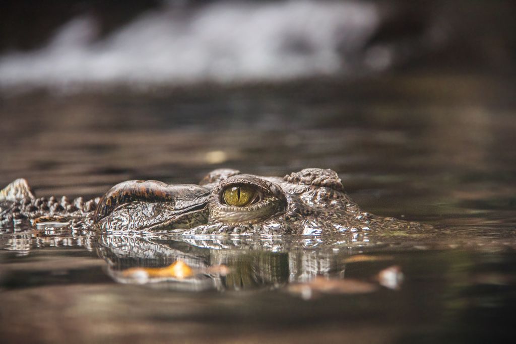 Crocodylidae family